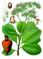 ANACARDIER