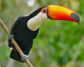 TOUCAN