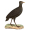 Image Galliformes