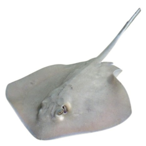 PASTENAGUE