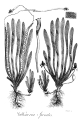 VALLISNÉRIE
