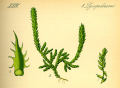 SÉLAGINELLE