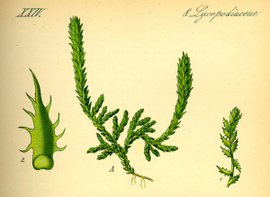 SÉLAGINELLE