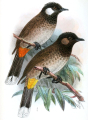 BULBUL