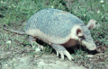 PRIODONTE