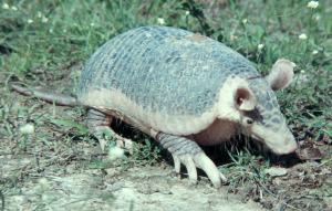 PRIODONTE