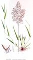 AGROSTIS