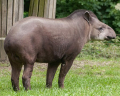 TAPIR