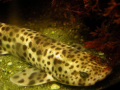 SCYLIORHINIDÉ