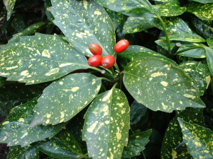 AUCUBA