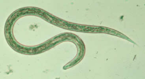 ANKYLOSTOME