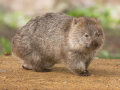 WOMBAT