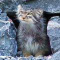 MANUL