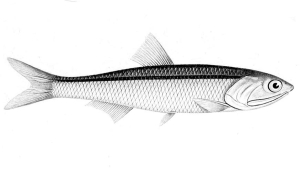 ANCHOIS