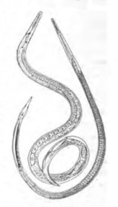 TYLENCHUS