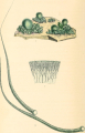 RIVULAIRE