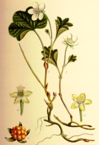 PLAQUEBIÈRE