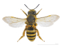 Image halicte