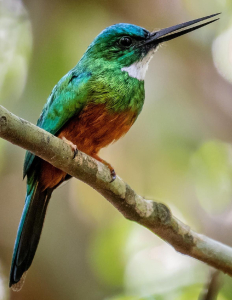 JACAMAR