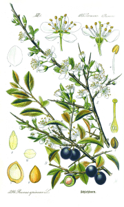 PRUNELIER