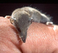 PACHYURE