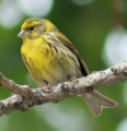 SERIN
