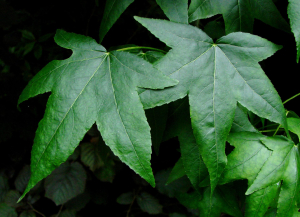 LIQUIDAMBAR