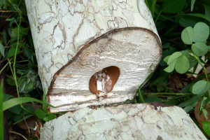 PARASOLIER