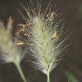 PENNISETUM