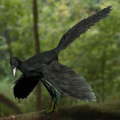 ARCHÉOPTÉRYX