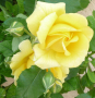 Une rose de mon jardin