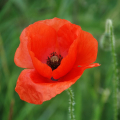 COQUELICOT