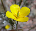 ESCHSCHOLTZIA