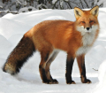 RENARD