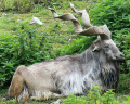 MARKHOR