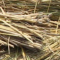 Logo Paille