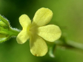 STRIGA