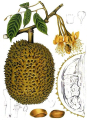 DURIAN