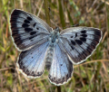 LYCÉNIDÉ