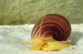 AMPULLAIRE