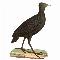 Logo Gallinacés