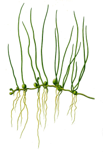 PILULAIRE