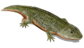 STÉRÉOSPONDYLE