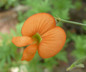 TEPHROSIA