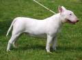 BULLTERRIER