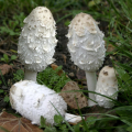 COPRIN