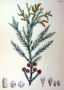 Image cryptomeria Image cryptomeria