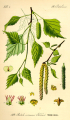 BOULEAU
