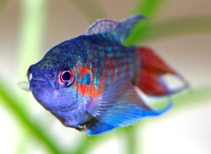 MACROPODE