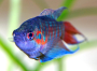 Image macropode Image macropode